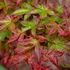 Kép 1/10 - Acer palmatum 'Beni-maiko'