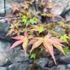 Kép 4/9 - Acer palmatum 'Beni-maiko'