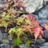 Kép 5/9 - Acer palmatum 'Beni-maiko'