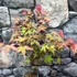 Kép 6/9 - Acer palmatum 'Beni-maiko'