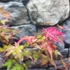 Kép 7/9 - Acer palmatum 'Beni-maiko'