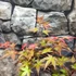 Kép 8/9 - Acer palmatum 'Beni-maiko'