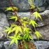 Kép 2/6 - Acer palmatum 'Katsura'