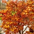 Kép 1/6 - Acer palmatum 'Katsura'