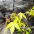 Kép 3/6 - Acer palmatum 'Katsura'
