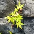 Kép 4/6 - Acer palmatum 'Katsura'