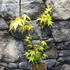 Kép 5/6 - Acer palmatum 'Katsura'