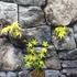 Kép 6/6 - Acer palmatum 'Katsura'