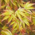 Kép 1/12 - Acer palmatum 'Little Princess'