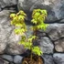 Kép 12/12 - Acer palmatum 'Little Princess'