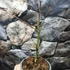 Kép 5/12 - Acer palmatum 'Little Princess'