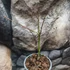 Kép 6/12 - Acer palmatum 'Little Princess'