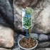Kép 3/12 - Acer palmatum 'Little Princess'