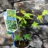 Kép 11/12 - Acer palmatum 'Little Princess'