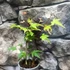 Kép 10/12 - Acer palmatum 'Little Princess'