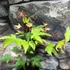Kép 9/12 - Acer palmatum 'Little Princess'