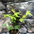 Kép 8/12 - Acer palmatum 'Little Princess'