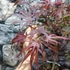 Kép 3/10 - Acer palmatum 'Pevé Dave'