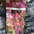 Kép 4/11 - Acer palmatum 'Skeeters Broom'