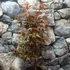 Kép 5/11 - Acer palmatum 'Skeeters Broom'