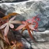 Kép 6/11 - Acer palmatum 'Skeeters Broom'