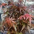Kép 7/11 - Acer palmatum 'Skeeters Broom'