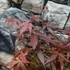 Kép 9/11 - Acer palmatum 'Skeeters Broom'