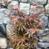 Kép 10/11 - Acer palmatum 'Skeeters Broom'