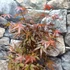 Kép 11/11 - Acer palmatum 'Skeeters Broom'