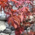Kép 3/11 - Acer palmatum 'Skeeters Broom'