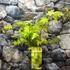 Kép 8/13 - Acer palmatum 'Summer Gold'