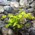 Kép 10/13 - Acer palmatum 'Summer Gold'