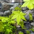 Kép 11/13 - Acer palmatum 'Summer Gold'
