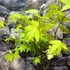 Kép 12/13 - Acer palmatum 'Summer Gold'