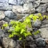 Kép 13/13 - Acer palmatum 'Summer Gold'