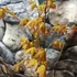 Kép 3/13 - Acer palmatum 'Summer Gold'