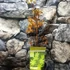 Kép 2/13 - Acer palmatum 'Summer Gold'