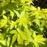 Kép 1/13 - Acer palmatum 'Summer Gold'