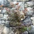 Kép 11/11 - Acer palmatum 'Trompenburg'