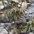 Kép 4/11 - Acer palmatum 'Trompenburg'