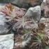 Kép 5/11 - Acer palmatum 'Trompenburg'