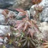 Kép 6/11 - Acer palmatum 'Trompenburg'