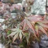 Kép 7/11 - Acer palmatum 'Trompenburg'