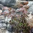 Kép 9/11 - Acer palmatum 'Trompenburg'