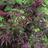 Kép 1/11 - Acer palmatum 'Trompenburg'