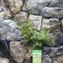 Kép 8/11 - Acer palmatum 'White Butterfly'