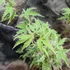 Kép 2/11 - Acer palmatum 'White Butterfly'