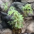 Kép 4/11 - Acer palmatum 'White Butterfly'