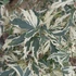 Kép 1/11 - Acer palmatum 'White Butterfly'