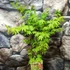 Kép 2/9 - Acer palmatum 'Going Green'